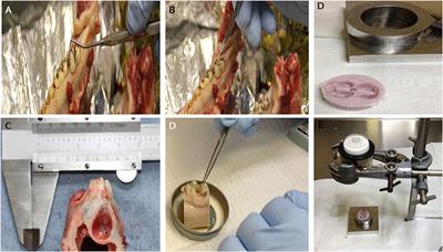 Developing a Tooth in situ Organ Culture Model for Dental and Periodontal Regeneration Research